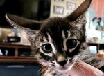 Silver Charcoal Female - Bengal Cat For Sale - Bradner, OH, US