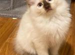 Muffin - Ragdoll Cat For Sale - Elizabeth, NJ, US