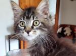 Maxine - Maine Coon Cat For Sale - Van Horne, IA, US