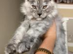 Rum Chela - Maine Coon Cat For Sale - Daphne, AL, US