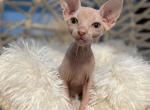 Sphynx Baby - Sphynx Cat For Sale - Miami, FL, US