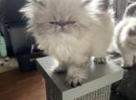 Lynx point Himalayan girl - Himalayan Cat For Sale - Little Egg Harbor Township, NJ, US