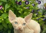 Sphynx Whity - Sphynx Cat For Sale - Miami, FL, US