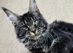 Boris - Maine Coon Cat For Sale - Hollywood, FL, US