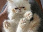 Flame point Himalayan persian female - Himalayan Cat For Sale - Little Egg Harbor Township, NJ, US