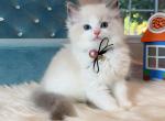 Blue Bicolor boy A - Ragdoll Cat For Sale - Fontana, CA, US