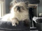 Torti point himalayan girl - Himalayan Cat For Sale - Little Egg Harbor Township, NJ, US