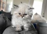 Seal Lynx point Himalayan persian girl - Himalayan Cat For Sale - Little Egg Harbor Township, NJ, US