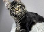 Graf - Maine Coon Cat For Sale - Hollywood, FL, US