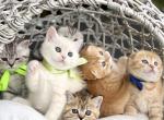 Litter 4 - Scottish Fold Kitten For Sale - Kent, WA, US