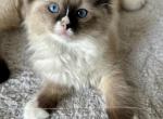 TICA Ready Now 2 females and 1 male - Ragdoll Kitten For Sale - Bettendorf, IA, US