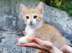 Charlie - Domestic Cat For Sale - Barto, PA, US