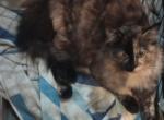 Jack o Lantern - Maine Coon Cat For Sale - Vancouver, WA, US