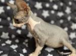 SG 1 - Sphynx Cat For Sale - Brooklyn, NY, US
