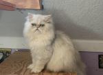 Boys and girls - Persian Cat For Sale - Williamsburg, VA, US