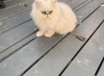 Young males and females - Persian Cat For Sale/Retired Breeding - Williamsburg, VA, US