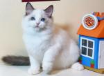 Seal bicolor Girl 03 - Ragdoll Cat For Sale - Fontana, CA, US