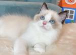 999Seal Bicolor boy - Ragdoll Cat For Sale - Fontana, CA, US