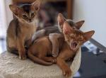 Abyssinian - Abyssinian Kitten For Sale - Phoenix, AZ, US