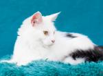 JOSEPHINE    rare color   van with white head - Maine Coon Cat For Sale - Brooklyn, NY, US