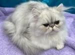 Silver boy - Persian Cat For Sale - Alameda, CA, US