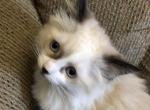 Lena Sweetie Pie Cuddle Bug - Ragdoll Cat For Sale - Burlington, WI, US