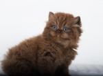 Kuzy British long hair Male - British Shorthair Kitten For Sale - Wood Dale, IL, US