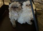 Fluff balls - Persian Cat For Sale - Charlotte, NC, US