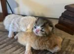 Perfection exotic shorthair - European Shorthair Cat For Sale - Charlotte, NC, US