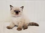 Teddy Bear - Ragdoll Kitten For Sale - Clearwater, FL, US