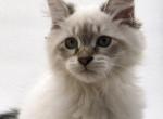 Bella - Siberian Cat For Sale - North Port, FL, US