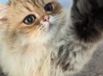 Reserved Golden Shaded Persian Girl - Persian Cat For Sale - Cleveland, OH, US
