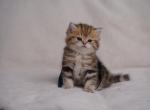 Drake - Scottish Straight Kitten For Sale - Brooklyn, NY, US