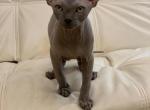 Blue - Sphynx Cat For Sale - Brooklyn, NY, US