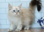 Cambridge CFA certified - Siberian Cat For Sale - Ashburn, VA, US