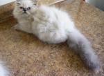 Sparky - Himalayan Cat For Sale - Orlando, FL, US