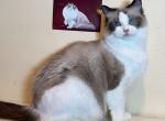 Seal bicolor F 2 yrs - Ragdoll Cat For Sale/Retired Breeding - Fontana, CA, US