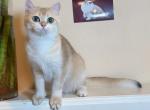 Golden Shaded F 8mons - British Shorthair Cat For Adoption - Fontana, CA, US