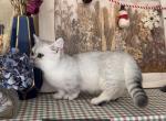 Silver Shaded shortleg Boy - Munchkin Cat For Sale - Fontana, CA, US