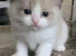 Nitro - Ragdoll Kitten For Sale - Rochester, MA, US