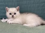 Max - Scottish Straight Kitten For Sale - Roseville, CA, US