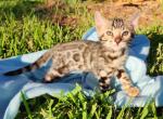 Bengal Boy & Girl - Bengal Kitten For Sale - FL, US