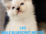 Bluepoint Mitted Male Leo - Ragdoll Cat For Sale - Mount Joy, PA, US