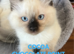 Chocolate point male Cocoa - Ragdoll Cat For Sale - Mount Joy, PA, US