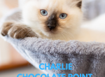 Charlie chocolate point - Ragdoll Cat For Sale - Mount Joy, PA, US