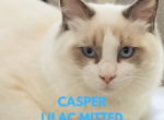 Casper lilac mitted - Ragdoll Cat For Sale - Mount Joy, PA, US