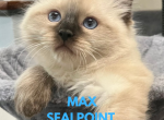 Max Sealpoint male - Ragdoll Cat For Sale - Mount Joy, PA, US