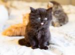 Black Persian - Persian Cat For Sale - Staten Island, NY, US