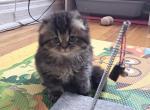 Scott 1 - Scottish Fold Cat For Sale - New York, NY, US