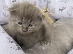 Sofia - Scottish Fold Cat For Sale - Syracuse, NY, US